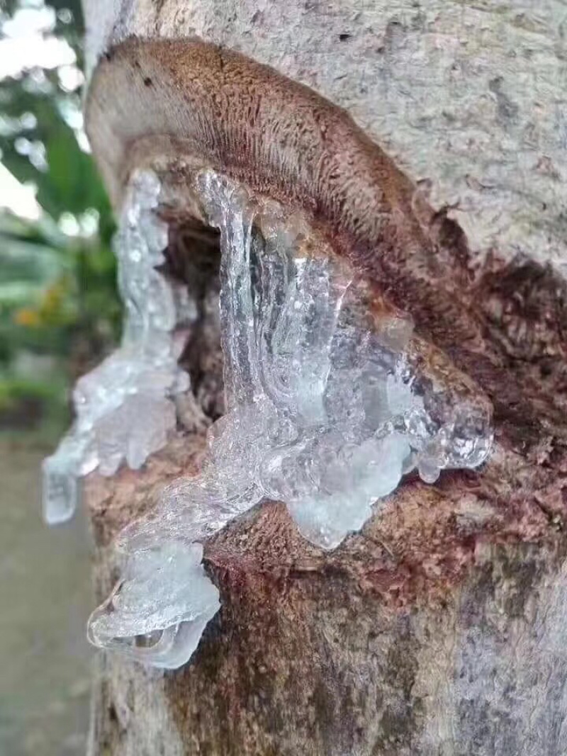 天然雪燕拉丝好，颜色干净产地直销大货供应，品质好。