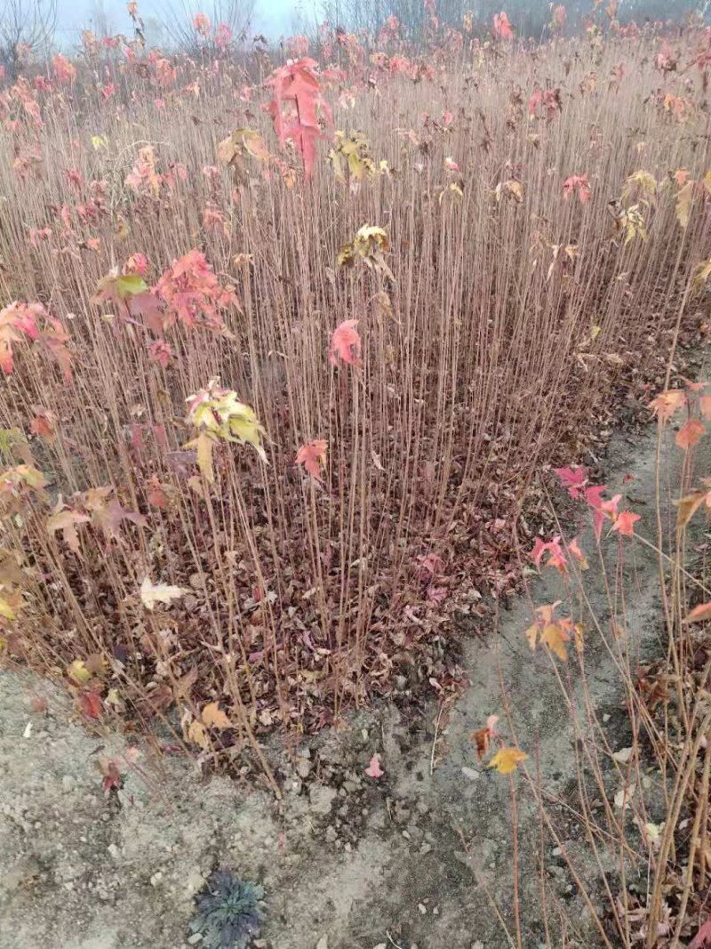 三角枫茶条槭播种苗大量供应价格合理欢迎订购质量保证