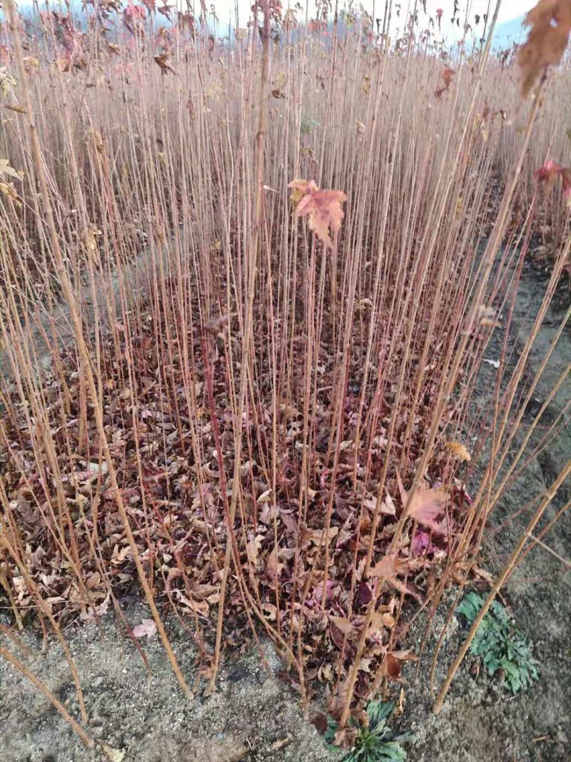 三角枫茶条槭播种苗大量供应价格合理欢迎订购质量保证