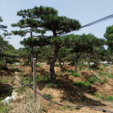 造型松