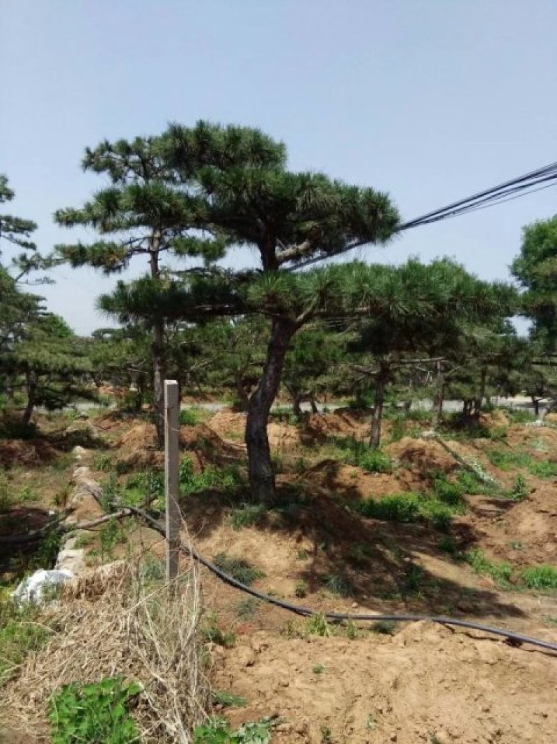 造型松