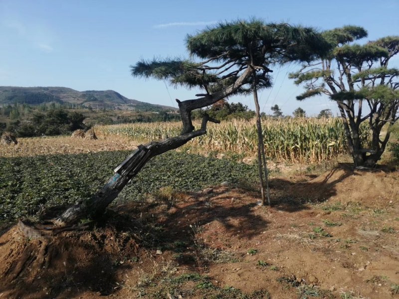 造型松