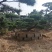 造型松