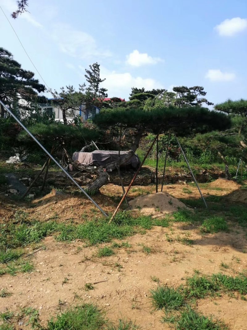 造型松