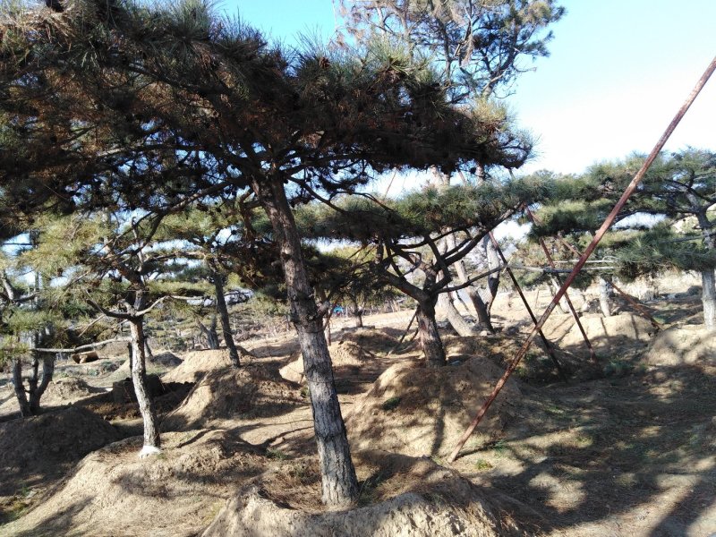 造型松