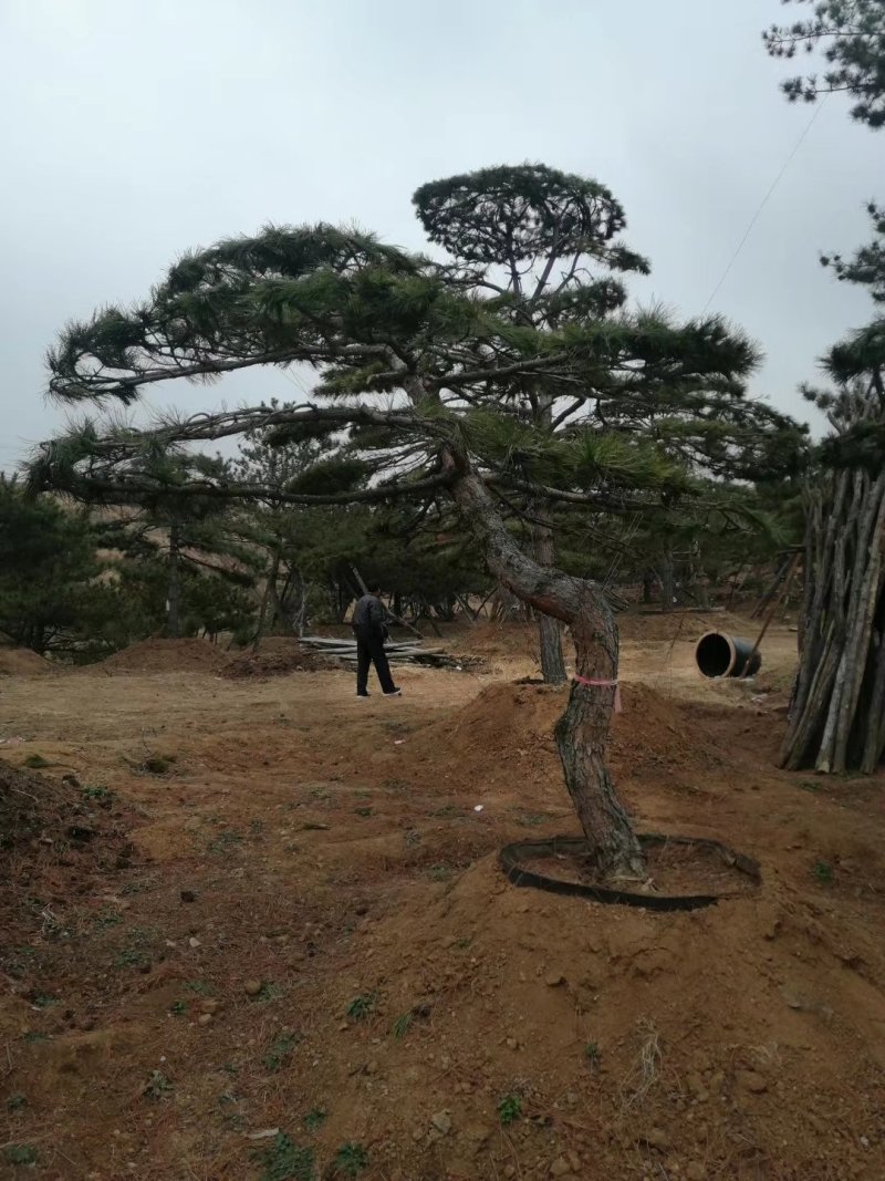 造型松