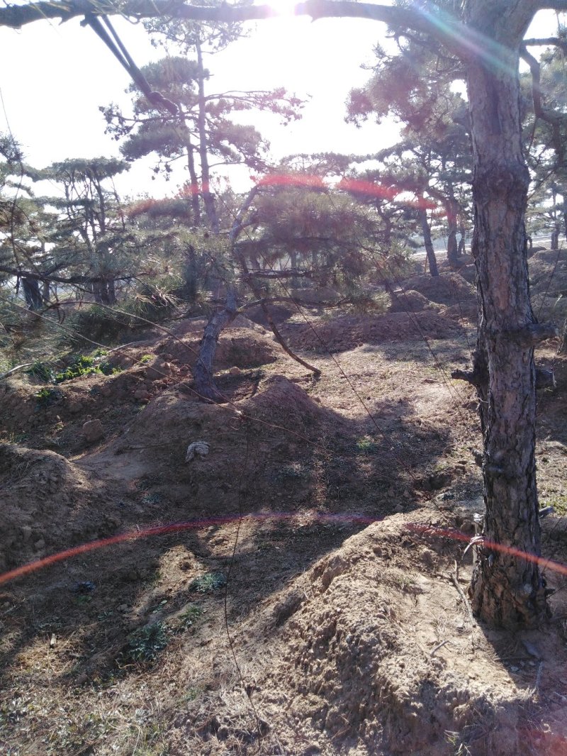 造型松