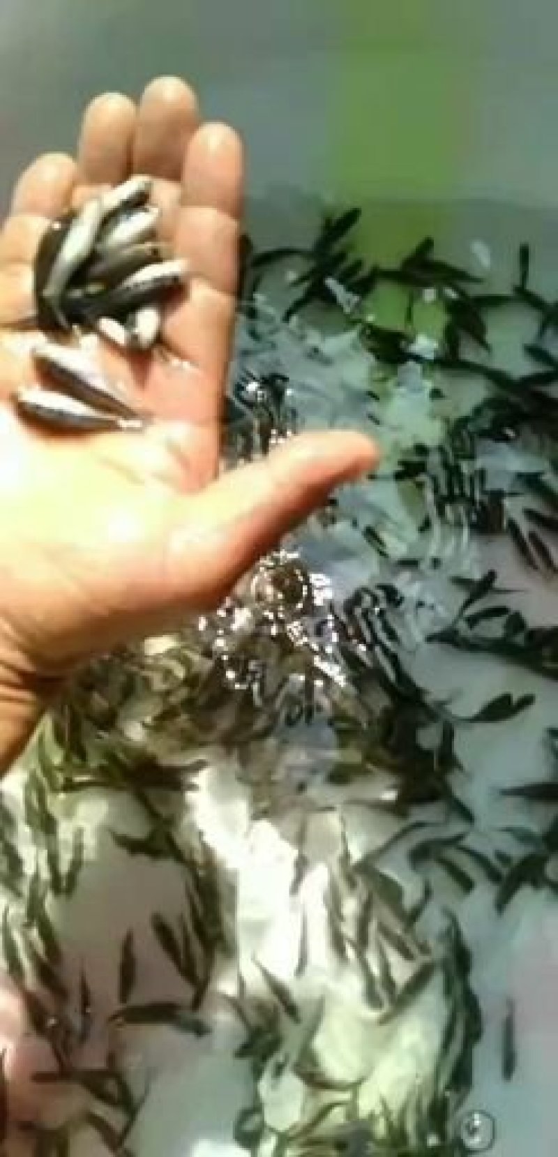 3公分至5公分鲈鱼苗提供技术指导，基地直供