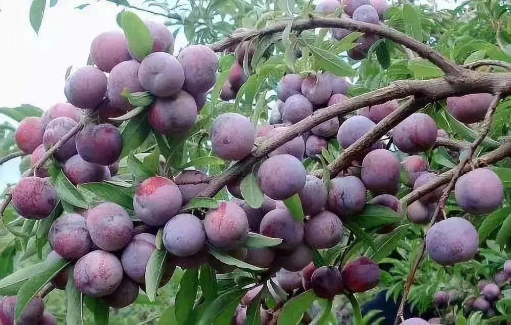 三华李子水果特写