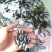 3公分至5公分鲈鱼苗提供技术指导，基地直供
