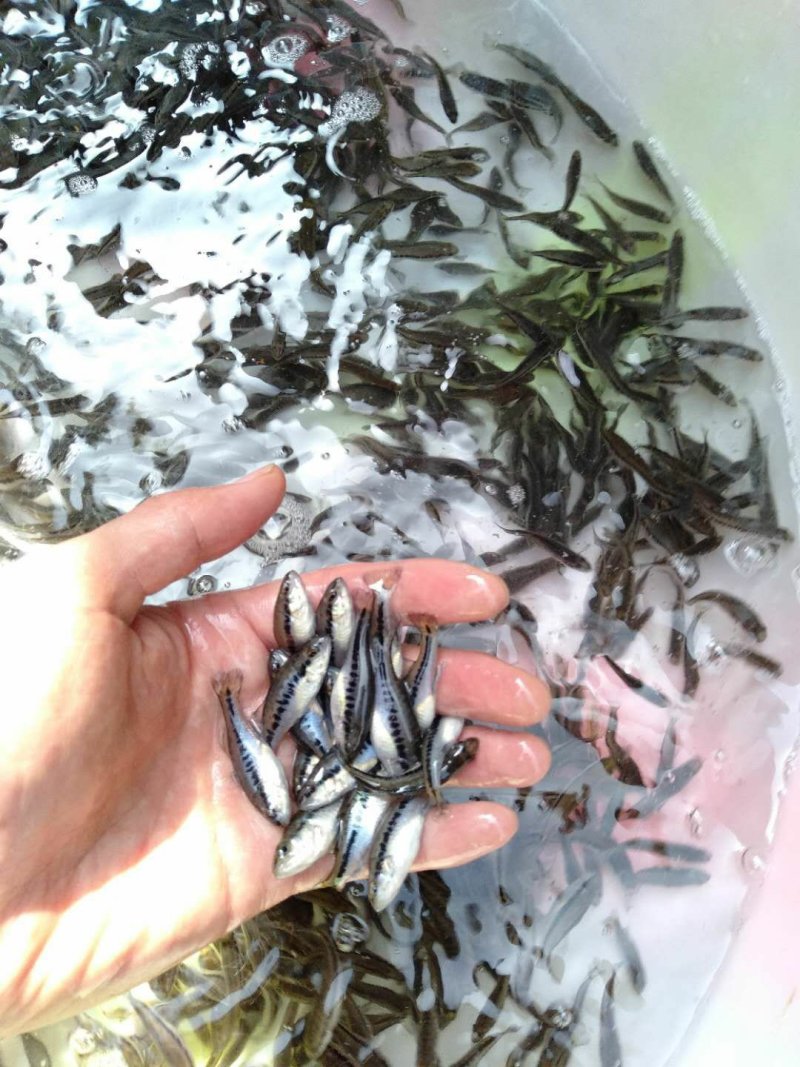 3公分至5公分鲈鱼苗提供技术指导，基地直供