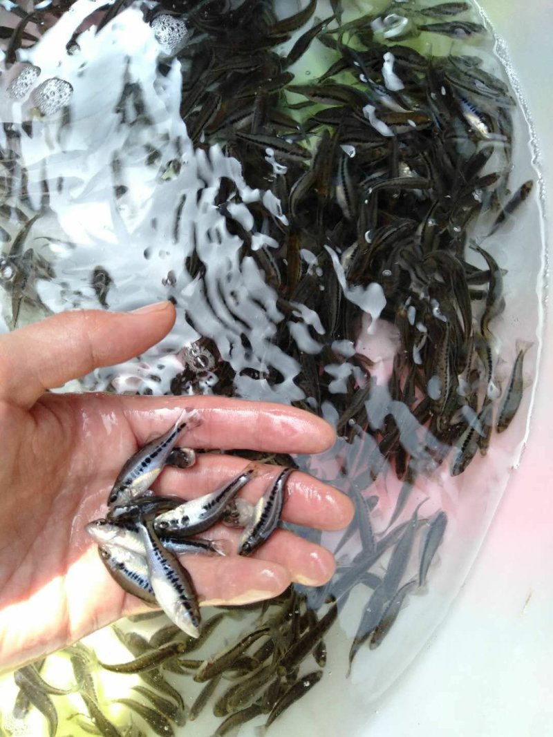 3公分至5公分鲈鱼苗提供技术指导，基地直供