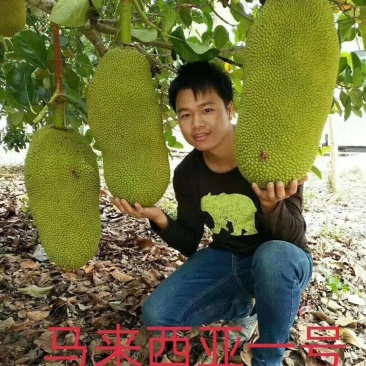 菠萝蜜树树苗嫁接红肉菠萝蜜树苗黄肉干苞果