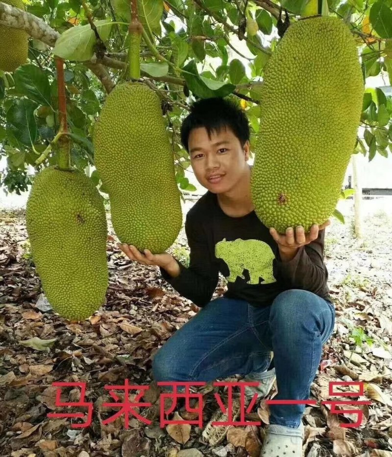 菠萝蜜树树苗嫁接红肉菠萝蜜树苗黄肉干苞果