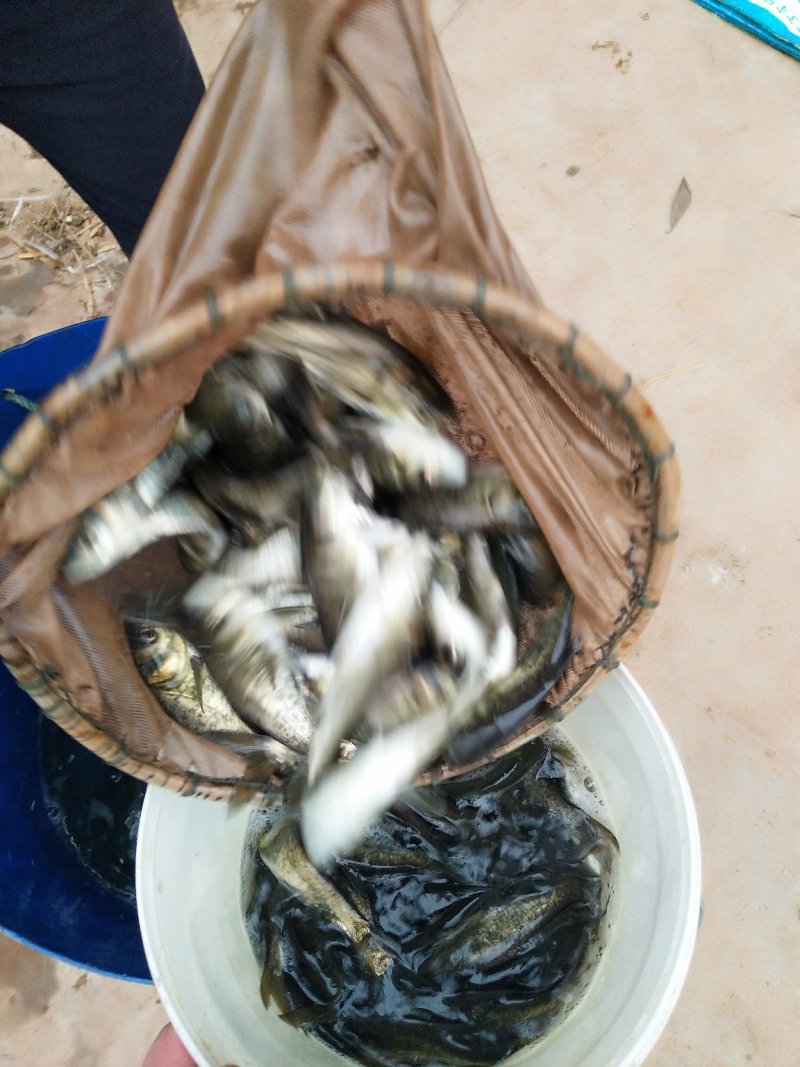 花鲢鱼苗，体质好成长速度快，鱼场直供，专车运输