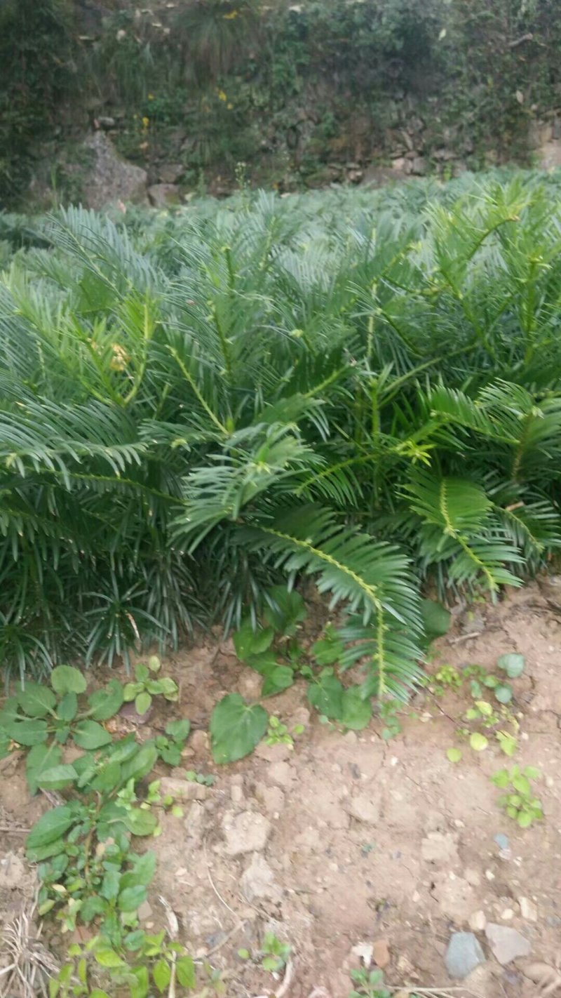 三尖杉苗木，阳强苗木基地直销，价低，价低，陕西洛南