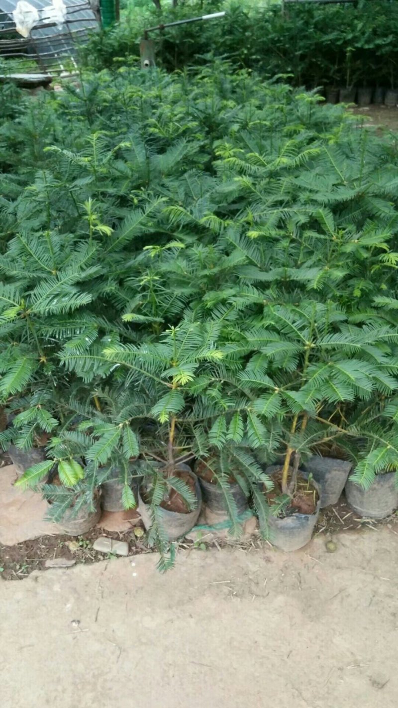 三尖杉苗木，阳强苗木基地直销，价低，价低，陕西洛南