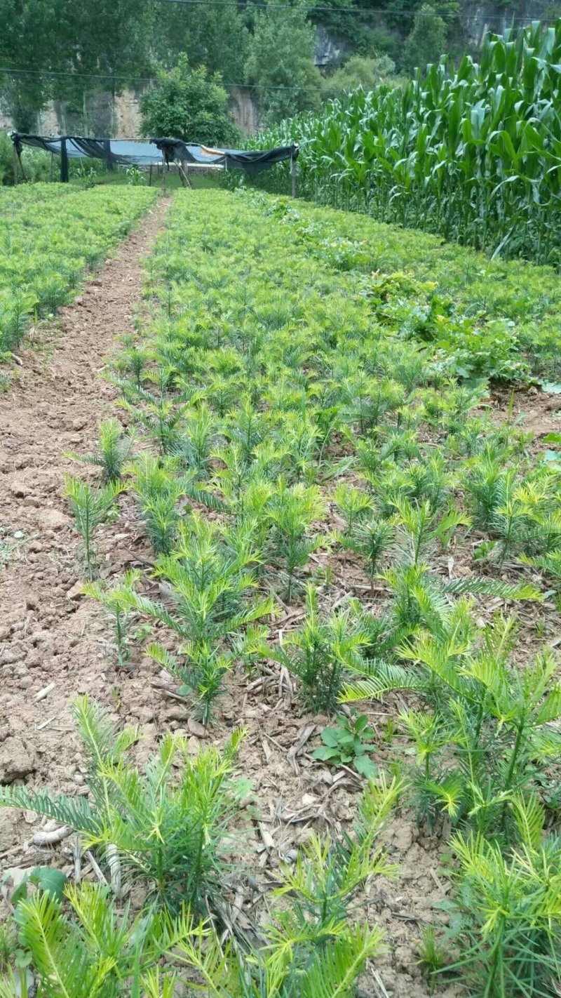 三尖杉苗木，阳强苗木基地直销，价低，价低，陕西洛南