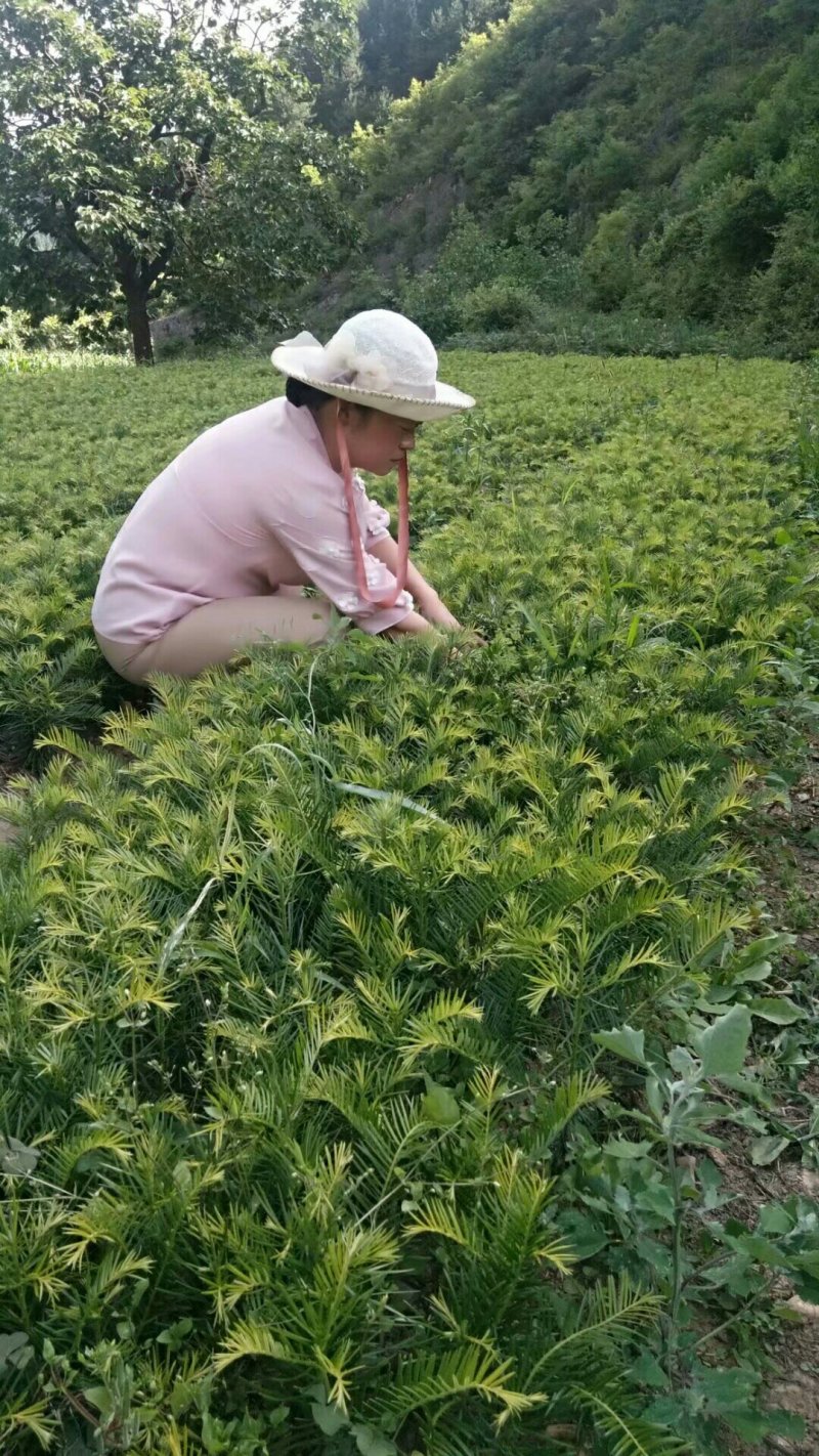 三尖杉苗木，阳强苗木基地直销，价低，价低，陕西洛南