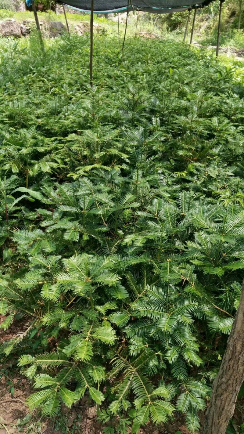 三尖杉苗木，阳强苗木基地直销，价低，价低，陕西洛南
