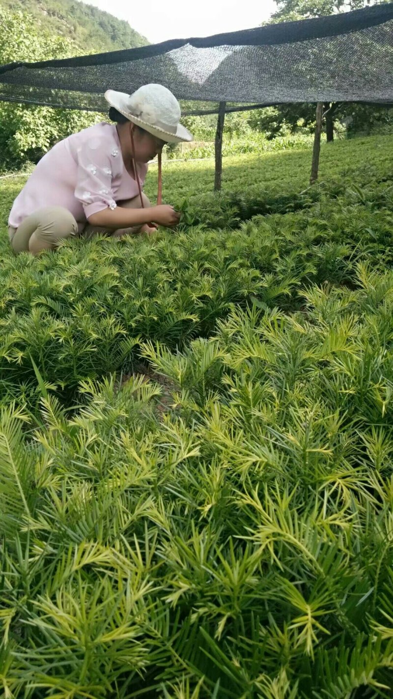 三尖杉苗木，阳强苗木基地直销，价低，价低，陕西洛南