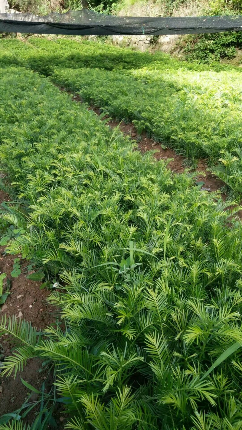 三尖杉苗木，阳强苗木基地直销，价低，价低，陕西洛南