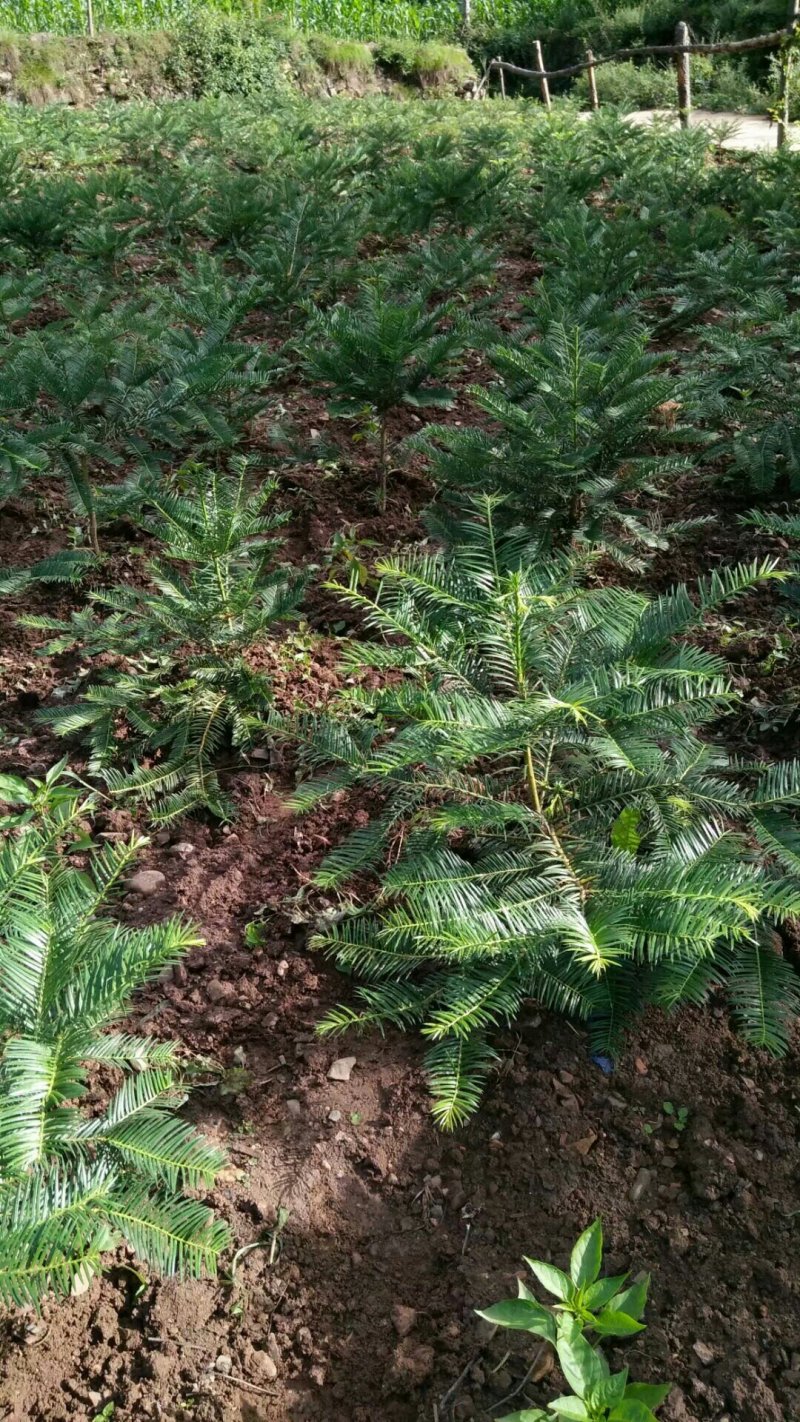 三尖杉苗木，阳强苗木基地直销，价低，价低，陕西洛南