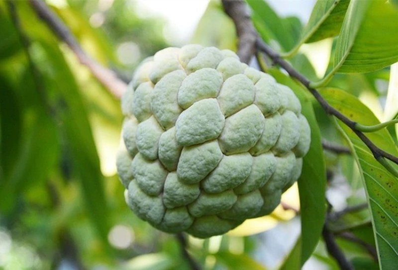 佛陀果番荔枝苗台湾释迦果苗番荔枝树苗佛头果凤梨释迦果树苗