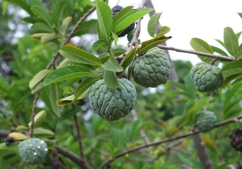 佛陀果番荔枝苗台湾释迦果苗番荔枝树苗佛头果凤梨释迦果树苗