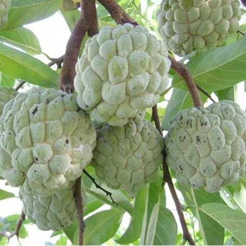 佛陀果番荔枝苗台湾释迦果苗番荔枝树苗佛头果凤梨释迦果树苗