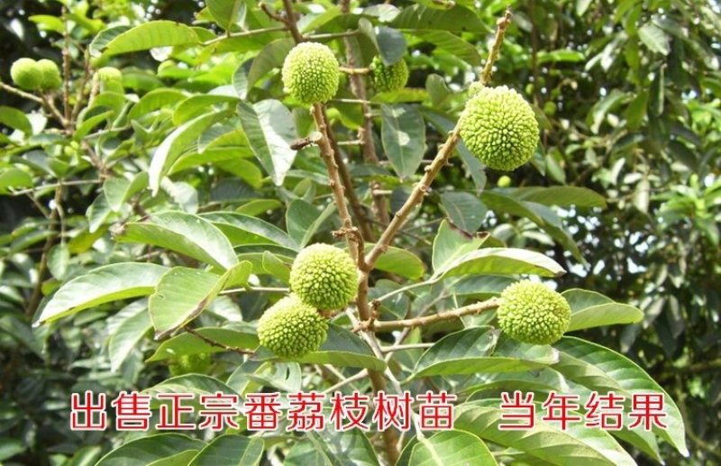 佛陀果番荔枝苗台湾释迦果苗番荔枝树苗佛头果凤梨释迦果树苗