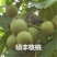 8515核桃苗-9818-薄香-香岭-中林5号-清香