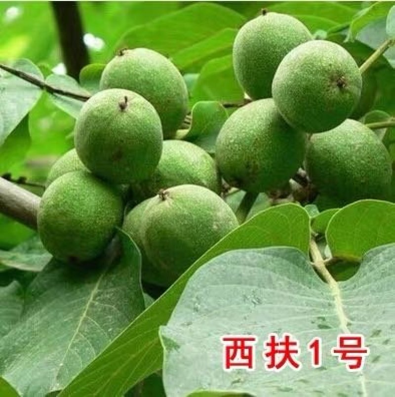8515核桃苗-9818-薄香-香岭-中林5号-清香