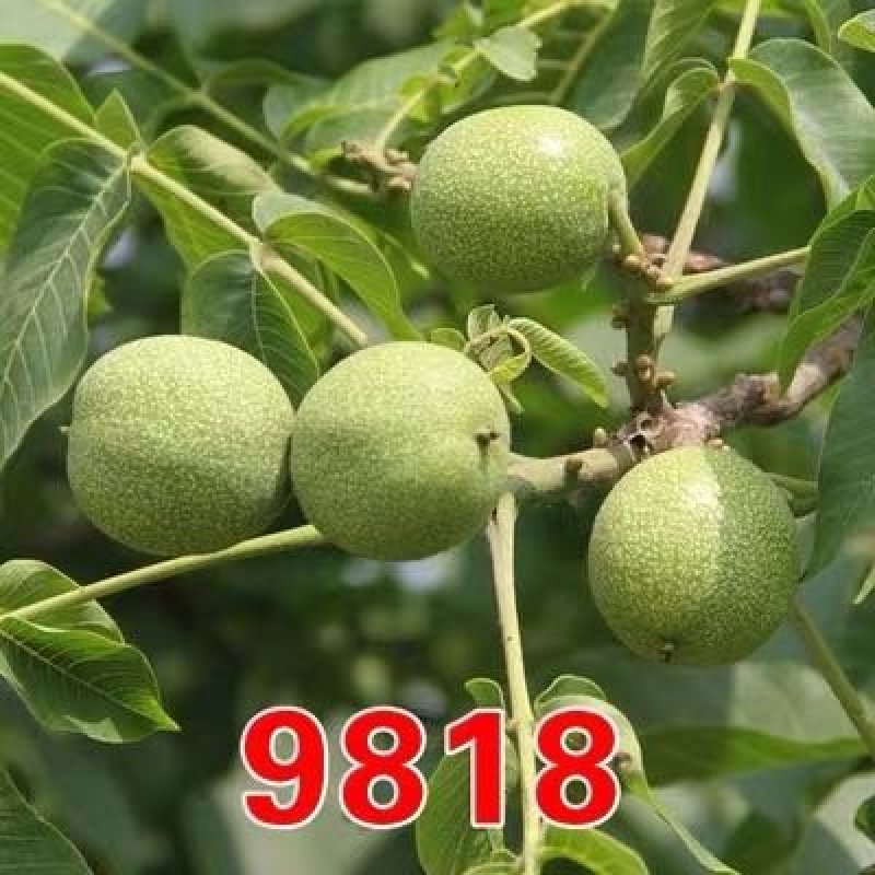 8515核桃苗-9818-薄香-香岭-中林5号-清香