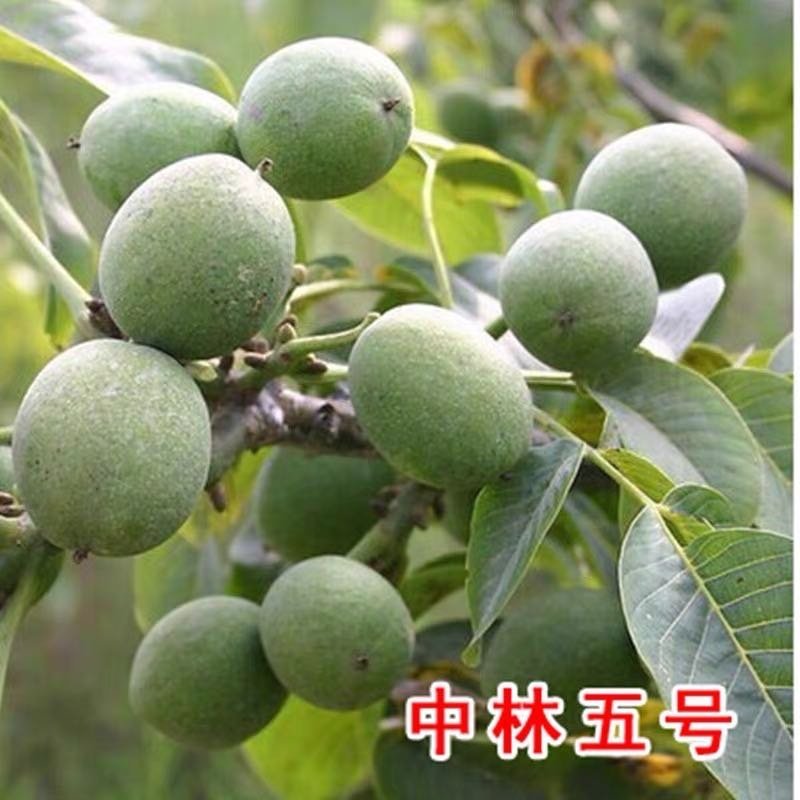8515核桃苗-9818-薄香-香岭-中林5号-清香