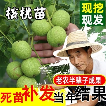 8515核桃苗-9818-薄香-香岭-中林5号-清香