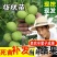 8515核桃苗-9818-薄香-香岭-中林5号-清香