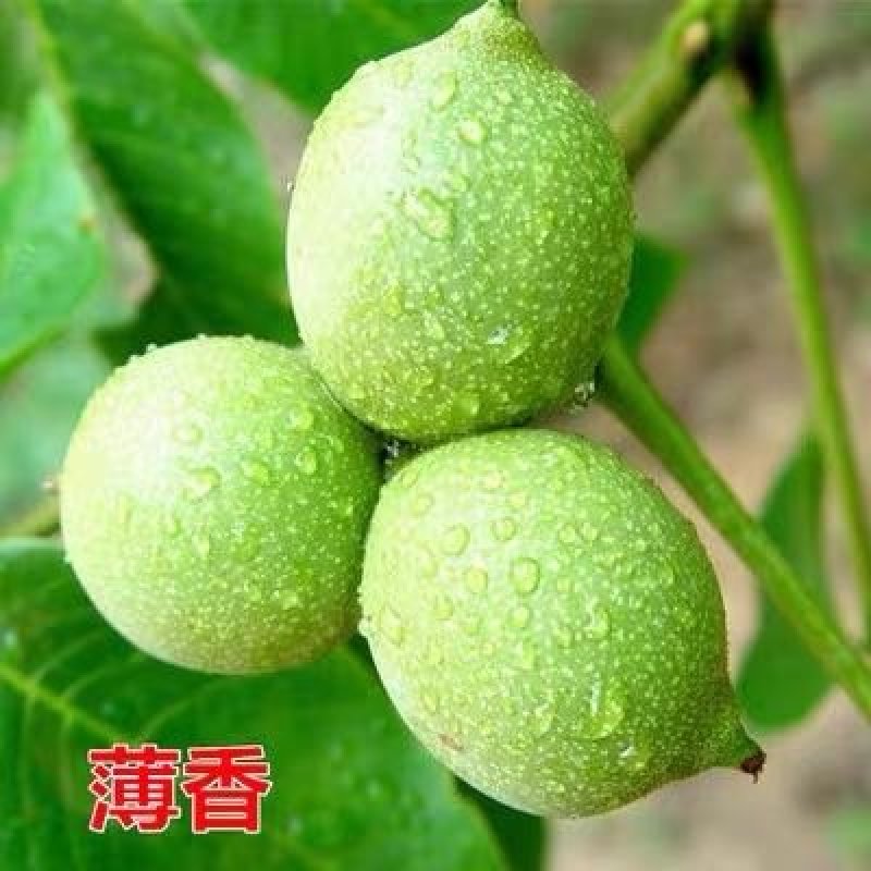 8515核桃苗-9818-薄香-香岭-中林5号-清香