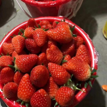 四季草莓，牛奶草莓地栽盆栽南北适宜。
