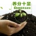 四季草莓，牛奶草莓地栽盆栽南北适宜。