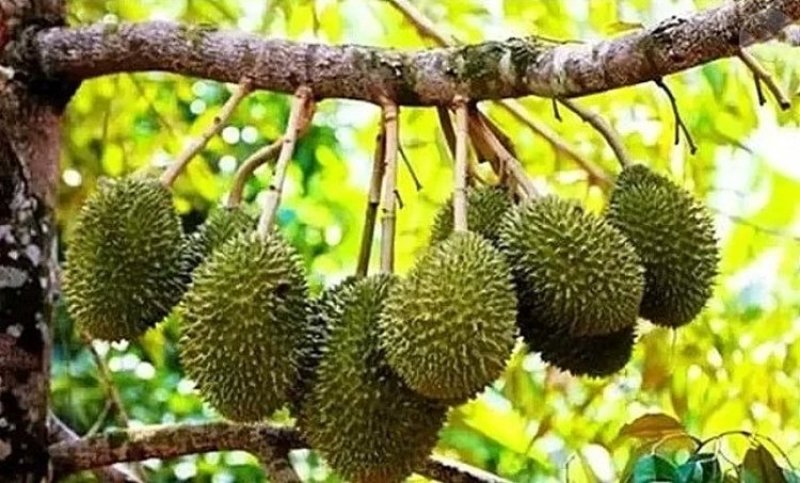 榴莲树苗南北方种植猫山王金枕头嫁接泰国榴莲苗当年结果包邮