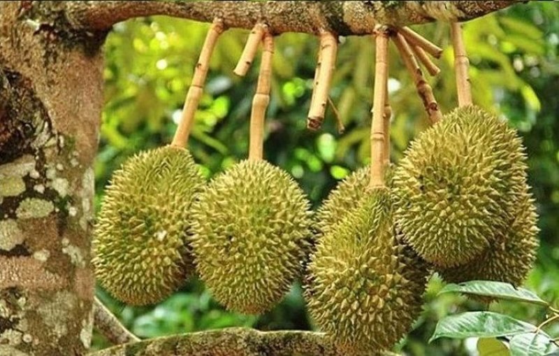 榴莲树苗南北方种植猫山王金枕头嫁接泰国榴莲苗当年结果包邮