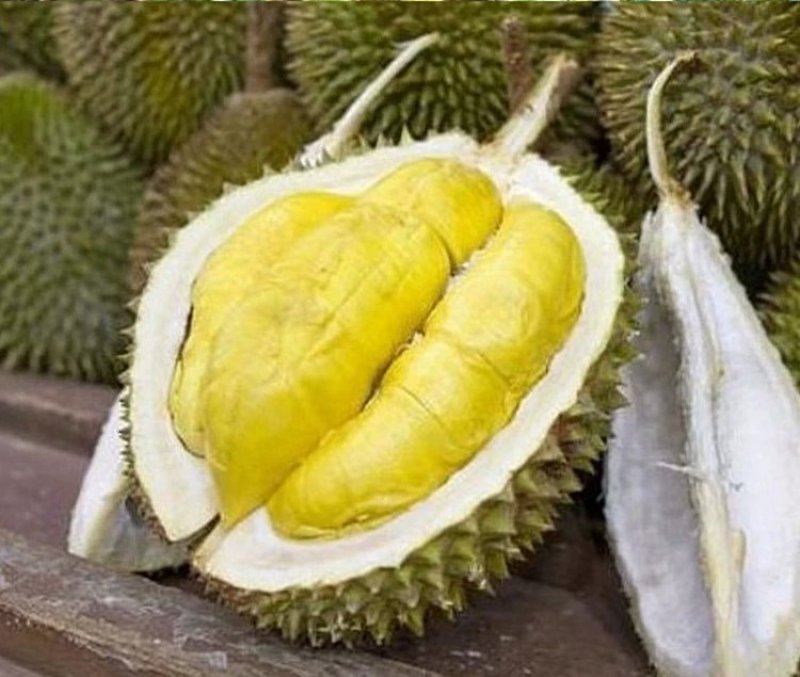 榴莲树苗南北方种植猫山王金枕头嫁接泰国榴莲苗当年结果包邮
