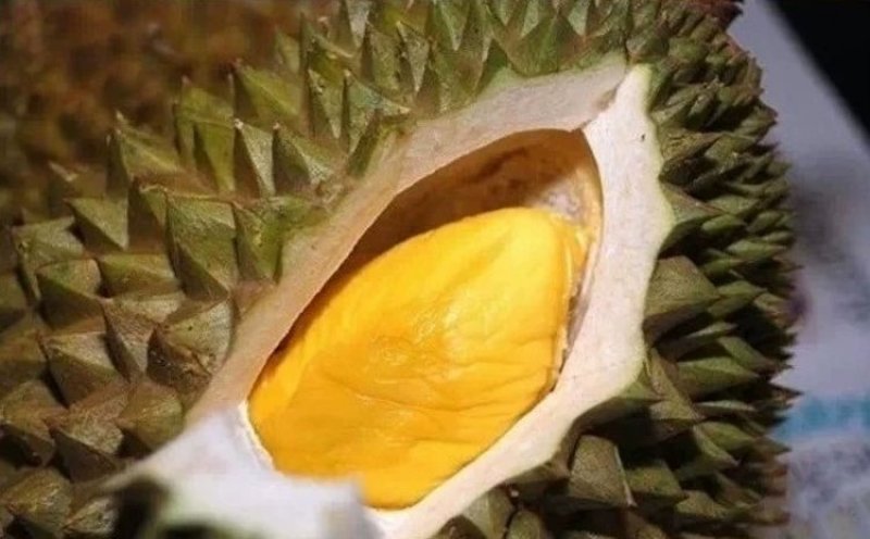 榴莲树苗南北方种植猫山王金枕头嫁接泰国榴莲苗当年结果包邮