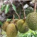 榴莲树苗南北方种植猫山王金枕头嫁接泰国榴莲苗当年结果包邮