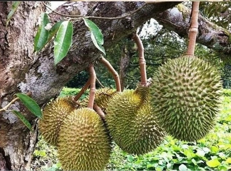 榴莲树苗南北方种植猫山王金枕头嫁接泰国榴莲苗当年结果包邮