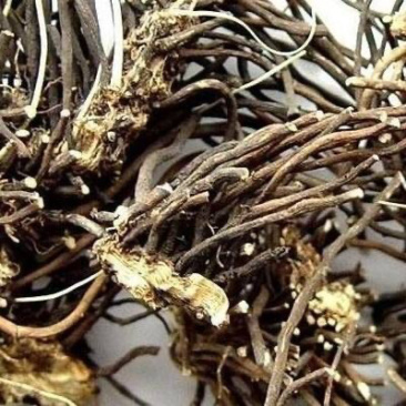 藜芦黎芦力芦梨芦山葱憨葱七里丹