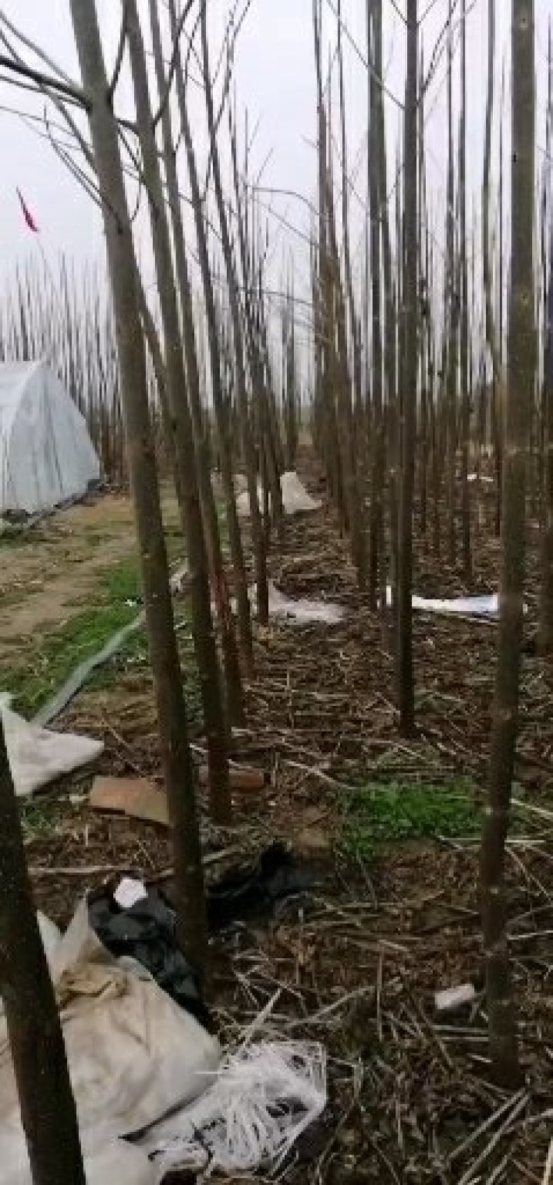 一级泡桐苗