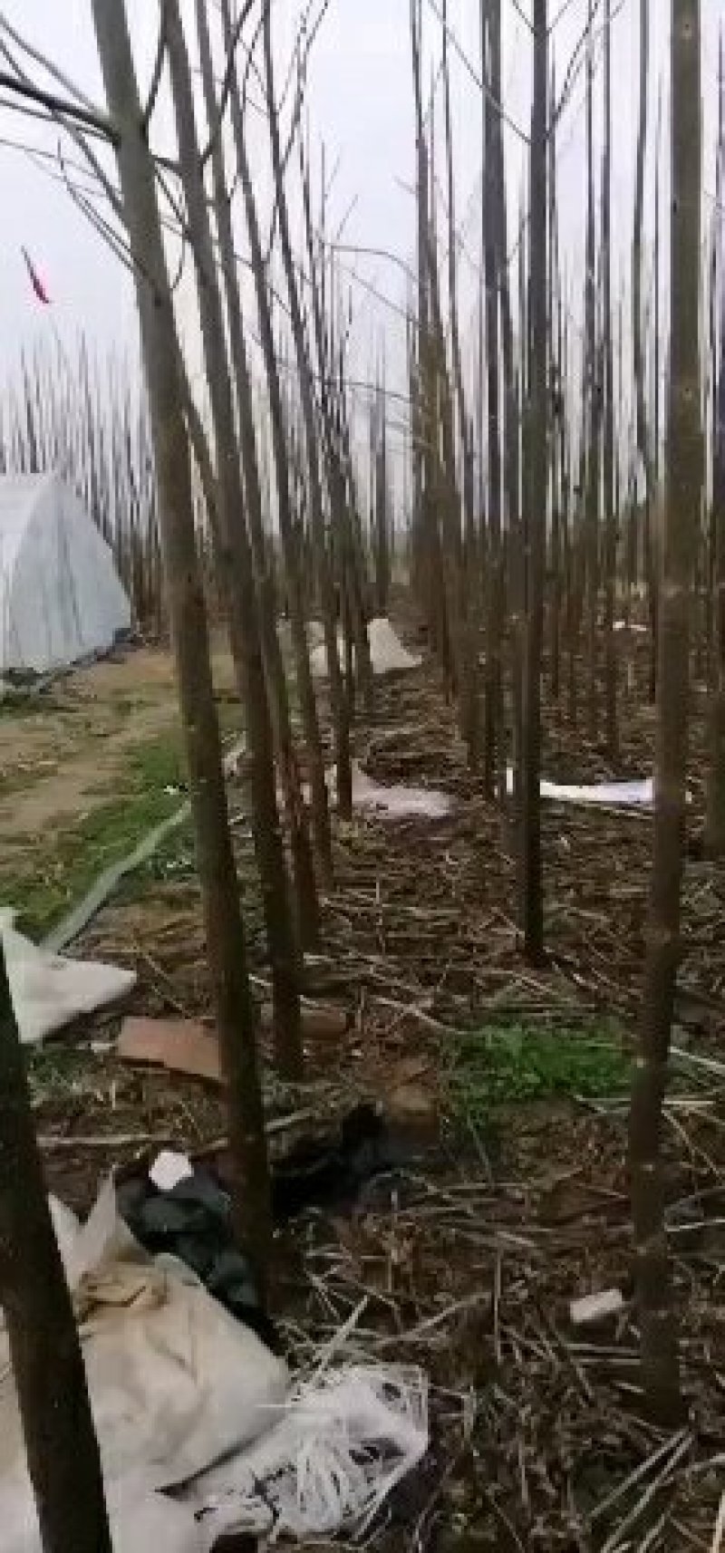 一级泡桐苗