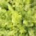 河北茴香大量上市可供商超发往全国各地